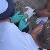 Foto Delfini del Ponente Foto Delfini del Ponente