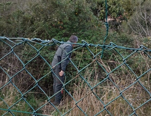 Cinghiali, residenti dei Piani segnalano la presenza di agenti armati tra le case e temono l'abbattimenti di scrofe e cuccioli Cinghiali, residenti dei Piani segnalano la presenza di agenti armati tra le case e temono l'abbattimenti di scrofe e cuccioli