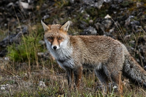 ACCADDE OGGI, 20 GENNAIO 1980. Scatta l’allarme cinghiali, volpi e gatti selvatici. La preoccupazione di agricoltori e cacciatori