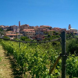Agricoltura al via bandi regionali per un valore di 5,85 milioni di euro Agricoltura al via bandi regionali per un valore di 5,85 milioni di euro