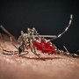 Cos'è la malaria, la 'febbre palustre' portata dalle zanzare che ora spaventa la Germania Cos'è la malaria, la 'febbre palustre' portata dalle zanzare che ora spaventa la Germania