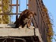 No a cani e gatti su balconi, scantinati, terrazze e cortili: la nuova legge in Spagna No a cani e gatti su balconi, scantinati, terrazze e cortili: la nuova legge in Spagna