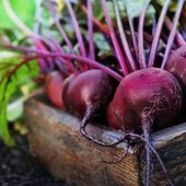 Sforzo fisico, ricerca italiana spiega ruolo dei nitrati della barbabietola