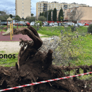 Roma, morte Francesca Ianni travolta da un albero: due indagati a rischio processo Roma, morte Francesca Ianni travolta da un albero: due indagati a rischio processo