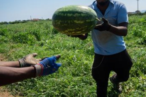 Malore mentre raccoglie angurie sotto il caldo record: morto 55enne nel mantovano Malore mentre raccoglie angurie sotto il caldo record: morto 55enne nel mantovano
