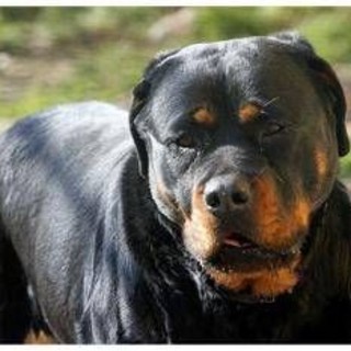 Azzannato in campagna da due rottweiler, muore 72enne: dramma a Lecce Azzannato in campagna da due rottweiler, muore 72enne: dramma a Lecce
