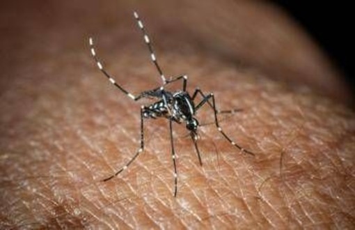 Usutu in Italia, un altro virus trasmesso dalle zanzare: i sintomi Usutu in Italia, un altro virus trasmesso dalle zanzare: i sintomi