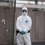 Hantavirus, l'esperta: "Più letale ma diverso da Covid, non si rischia nuova pandemia"