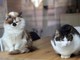 Da randagi a pattuglia anti-topi, famiglia di gatti diventa star in aeroporto cinese Da randagi a pattuglia anti-topi, famiglia di gatti diventa star in aeroporto cinese