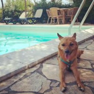 Giornata internazionale del cane, i consigli per viaggiare pet-friendly in Italia e all’estero