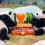 L’Ocean Park di Hong Kong celebra i 50 anni con nuove strutture e iniziative L’Ocean Park di Hong Kong celebra i 50 anni con nuove strutture e iniziative
