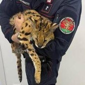 Milano, trovato e catturato un gattopardo africano nel parco di Garbagnate