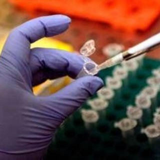 Cancro al pancreas, l'annuncio dalla Spagna: "Tumore eliminato nei topi" Cancro al pancreas, l'annuncio dalla Spagna: "Tumore eliminato nei topi"