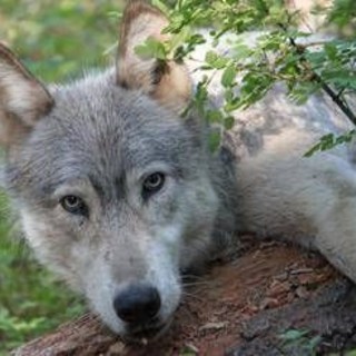 Avvistato branco di lupi a Fregene, chiusa Pineta Monumentale Avvistato branco di lupi a Fregene, chiusa Pineta Monumentale