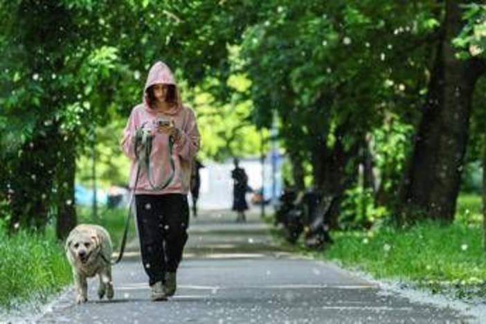 Obbligo di lavare la pipì del cane in strada, Bassetti: "Dal punto di vista scientifico non serve a nulla"