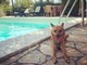 Giornata internazionale del cane, i consigli per viaggiare pet-friendly in Italia e all’estero