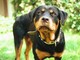 Pisa, donna morsa al volto dal rottweiler di famiglia
