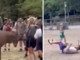 Prova a toccare un cervo e viene 'caricato': il video virale