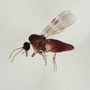 Virus Shamonda, chi lo trasmette? L'imputato è il Culicoides: identikit del 'moscerino pungente' Virus Shamonda, chi lo trasmette? L'imputato è il Culicoides: identikit del 'moscerino pungente'