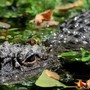 Aggredito e trascinato sott’acqua da un alligatore mentre pesca: morto 71enne