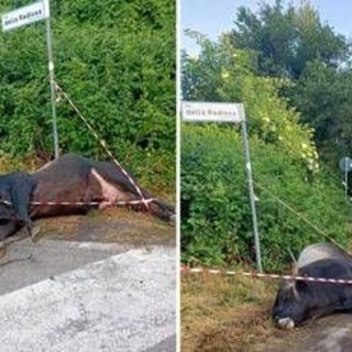 Violento incidente sulla via dei Laghi, auto finisce contro un toro. Il sindaco di Nemi: "Sfiorata la tragedia"