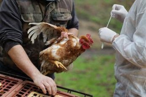 Aviaria, 60 focolai in Ue. La Commissione: "Monitoriamo attentamente"