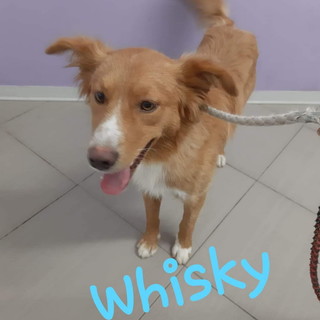 Sanremo: il cagnolino Whisky è in cerca di una nuova famiglia Sanremo: il cagnolino Whisky è in cerca di una nuova famiglia
