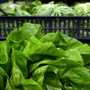Giallo sull'epidemia di ciclosporiasi negli Usa, Fda: "Test su lattuga falso positivo" Giallo sull'epidemia di ciclosporiasi negli Usa, Fda: "Test su lattuga falso positivo"