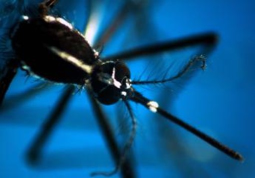 Caldo record, allarme Ecdc: "Ondate intense e prolungate aumentano rischio infezioni" Caldo record, allarme Ecdc: "Ondate intense e prolungate aumentano rischio infezioni"