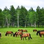 Cina, pubblicate le linee guida per la gestione delle risorse naturali