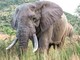 Uganda, scontro tra minibus ed elefante in parco nazionale: 3 morti Uganda, scontro tra minibus ed elefante in parco nazionale: 3 morti