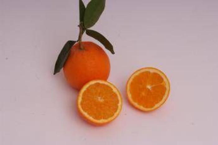 Arance e vitamina C, Bassetti boccia la spremuta: "Meglio mangiarle a spicchi"