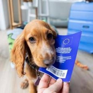 Viaggiare con cane e gatto in Europa, scattano nuove regole: documenti obbligatori e cosa cambia