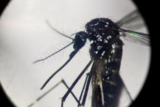 Dengue, in focolai in Italia prevale trasmissione a breve distanza: entro 400 metri