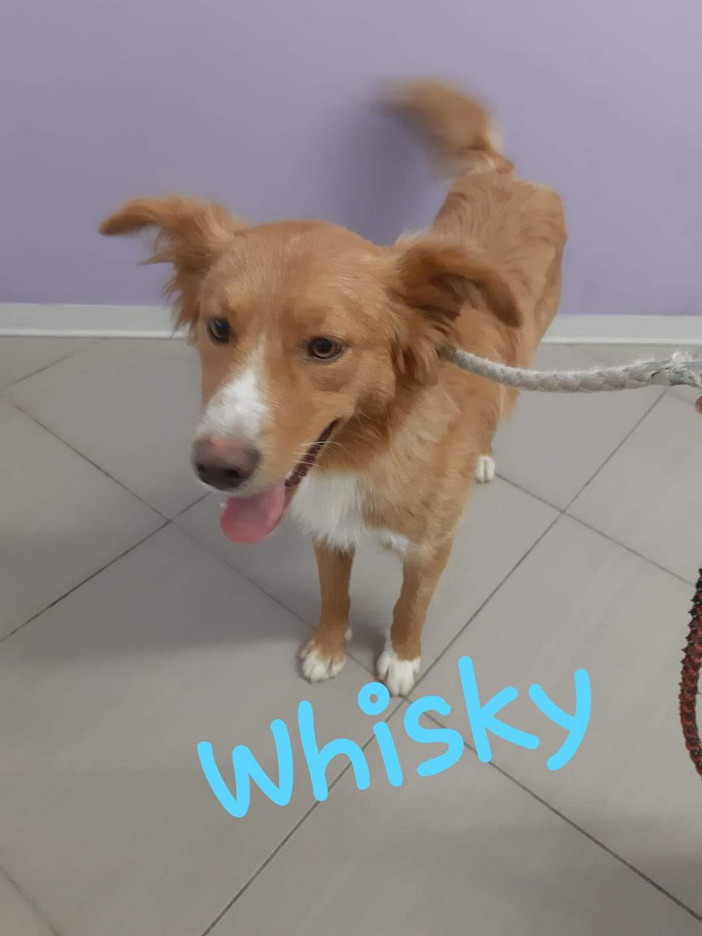 Sanremo: il cagnolino Whisky è in cerca di una nuova famiglia Sanremo: il cagnolino Whisky è in cerca di una nuova famiglia