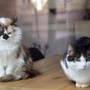 Da randagi a pattuglia anti-topi, famiglia di gatti diventa star in aeroporto cinese Da randagi a pattuglia anti-topi, famiglia di gatti diventa star in aeroporto cinese