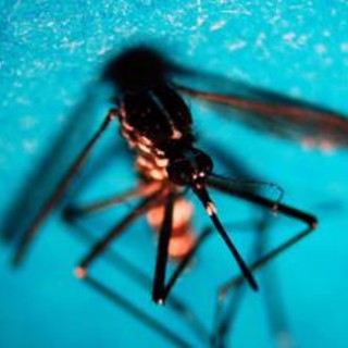West Nile, caso di encefalite a Napoli. Rezza: "Sorveglianze bloccate, serve soluzione"