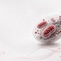 Ricerca, studio italiano svela il ruolo dei mitocondri nell'invecchiamento sano Ricerca, studio italiano svela il ruolo dei mitocondri nell'invecchiamento sano