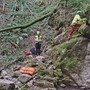 Tenta di salvare 13enne precipitato in una scarpata nel Bosco del Corniglio: scivola e muore sul colpo Tenta di salvare 13enne precipitato in una scarpata nel Bosco del Corniglio: scivola e muore sul colpo