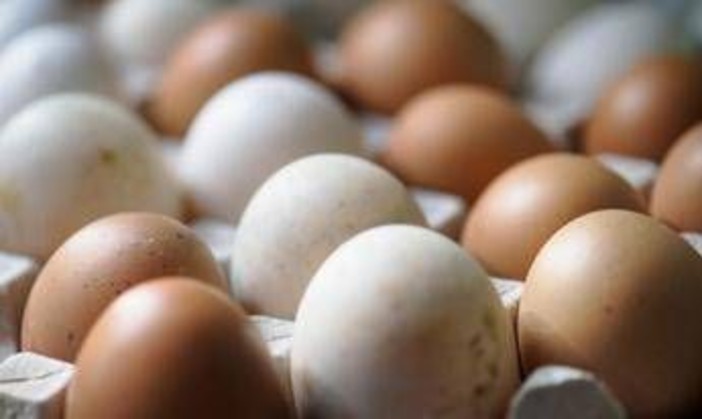 Rischio salmonella, ritirato lotto di uova Selex Rischio salmonella, ritirato lotto di uova Selex