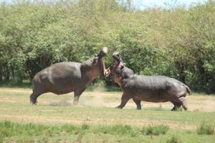 La Colombia abbatterà 'gli ippopotami di Pablo Escobar': il caso