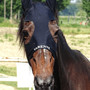 Morto Varenne, il più grande cavallo trottatore di tutti i tempi: aveva 31 anni Morto Varenne, il più grande cavallo trottatore di tutti i tempi: aveva 31 anni