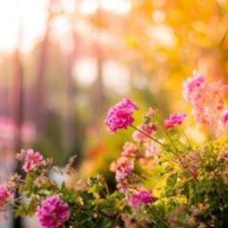 Una nonna cura un giardino per 20 anni, ma il Comune vuole smantellarlo Una nonna cura un giardino per 20 anni, ma il Comune vuole smantellarlo