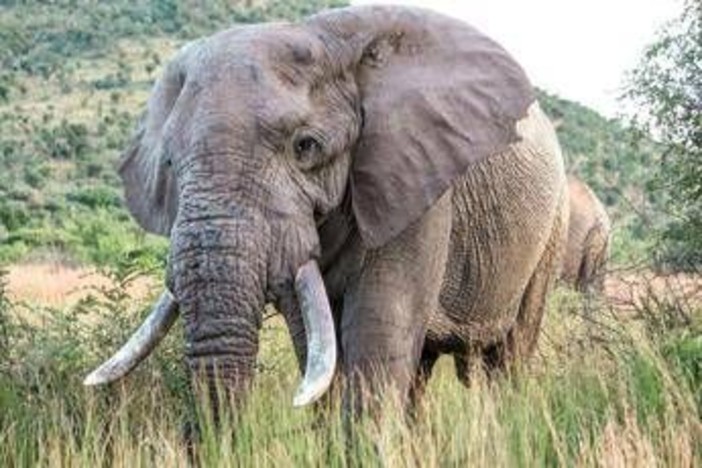 Uganda, scontro tra minibus ed elefante in parco nazionale: 3 morti