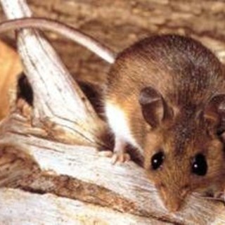 Hantavirus, il punto sul virus Andes: cosa sappiamo e cosa fare
