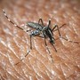West Nile a Oristano, morta un'altra persona: è la quarta vittima del virus nella provincia