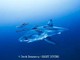 Grande squalo bianco a pochi metri dai sub: il rarissimo incontro nel Mediterraneo Grande squalo bianco a pochi metri dai sub: il rarissimo incontro nel Mediterraneo