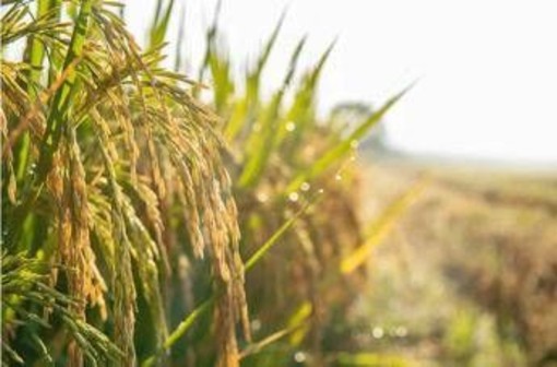 Agroalimentare, Ismea: superati sistema dei bandi per finanziamenti a condizioni di mercato Agroalimentare, Ismea: superati sistema dei bandi per finanziamenti a condizioni di mercato