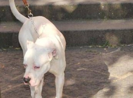Seduta al tavolino di un bar viene azzannata in testa da un cane sfuggito alla dog sitter