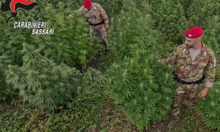 Blitz antidroga in Sardegna, 21 misure cautelari Blitz antidroga in Sardegna, 21 misure cautelari